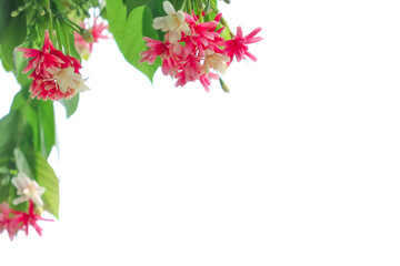 Obraz na płótnie Canvas Combretum indicum flower