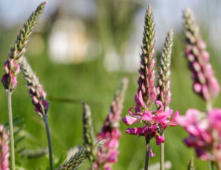 Small purple flowers