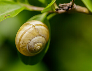 A snail in its habitat