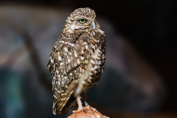 Burrowing Owl (Athene cunicularia) portrait