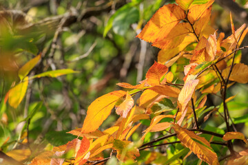 Fall Colors in Roman Nose State Park, Watonga, Oklahoma, USA