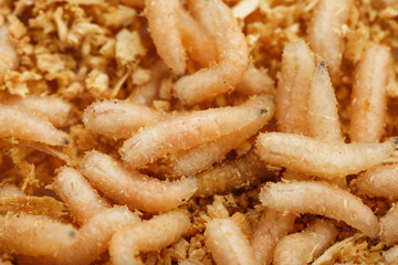 Many white blowfly larvae close-up as bait for fishing and medicine.