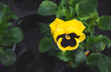 Fototapeten Image of bee-friendly yellow pansy flower. © Victoria