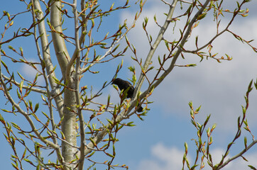 A Juvenile Red-Winged Blackbird in a Tree