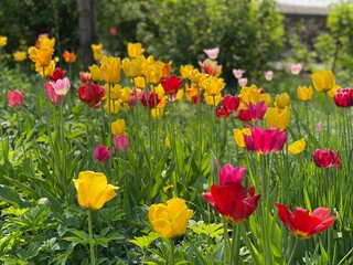 Obraz premium Bright tulips in garden in spring day