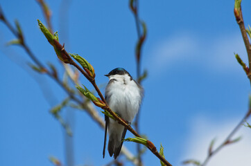 A Tree Swallow perched on a Budding Branch