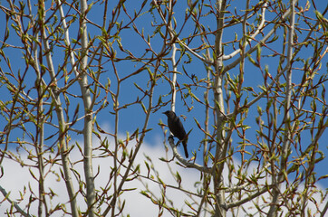 An Immature Common Grackle on a Branch