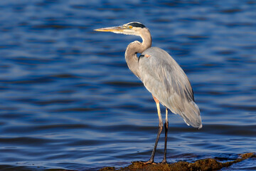 A Great Blue Heron (Ardea herodias) standing on a lake shore