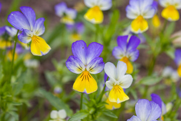 Horn violets (Viola tricolor), flowered in a garden