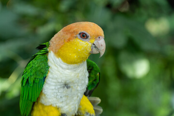 The black-legged parrot (Pionites xanthomerius), very close up in the jungle..
