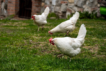 white chickens and roosters on a green lawn near an old rural house 