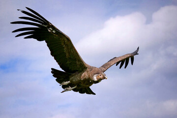 andenkondor, vultur gryphus, im flug vor blauem himmel