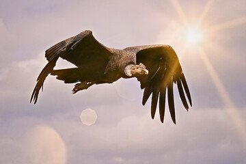 andenkondor, vultur gryphus, im flug vor blauem himmel mit sonne und sonnenstrahlen