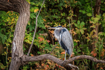 A Great Blue Heron (Ardea herodias) perched in a tree