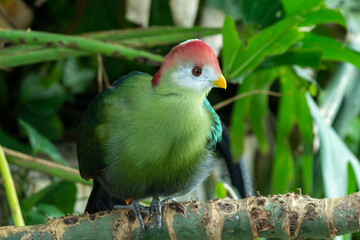 A red-crested turaco (Tauraco erythrolophus) up close. A beautiful tropical African bird..