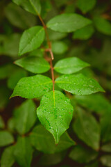 Green leaves covered with water drops