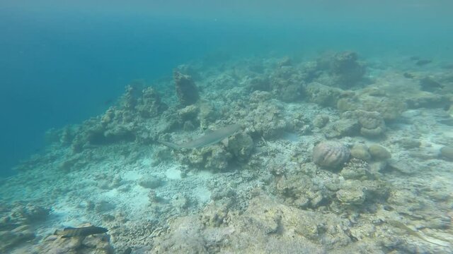 black tip reef shark swimming over the coral reef