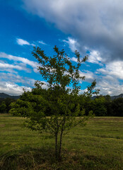 Fototapeta premium arbol solitario