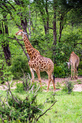 A couple of the South African giraffe in the Kruger NP in South Africa. 