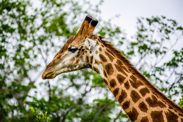 A head of the South African giraffe in the Kruger NP in South Africa. 