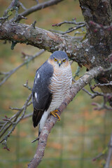 Sparrowhawk