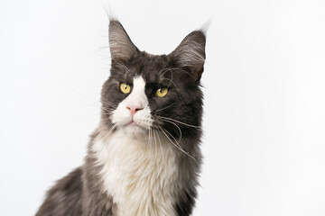 studio portrait of a beautiful gray white tuxedo maine coon cat looking to the side on white background with copy space