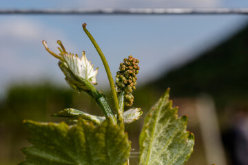 Macro of vine sprout