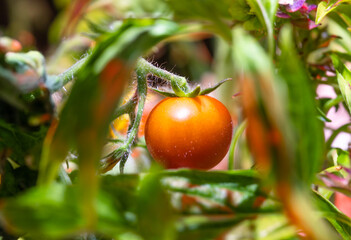 Closeup fresh round tomato among green leaves, indoor healthy agriculture produce, depth of field. Organic vegetable seasonal plant in greenhouse, ripe for harvest. Freshness ingredients for salad.