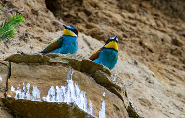 
Bee-eater couple