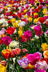 Tulip fields on a sunny spring day.