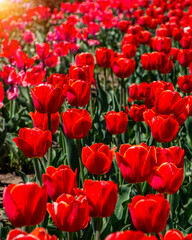Tulip fields on a sunny spring day.