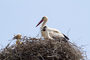 Baby storks