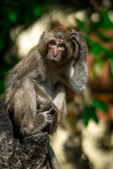 Naklejka na ściany i meble japanese macaque sitting on a tree