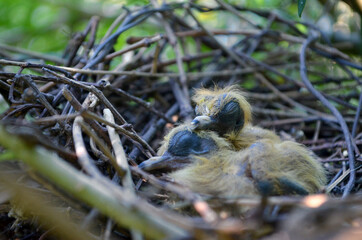 Pajaritos recién nacidos en su nido de ramitas. Pichones de paloma