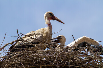 Pair of storks