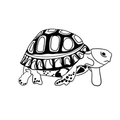 sea ​​turtle white background black ink