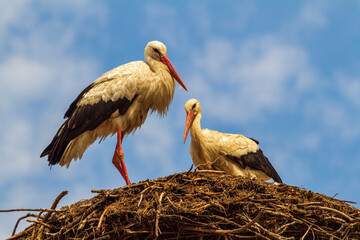 Pair of storks
