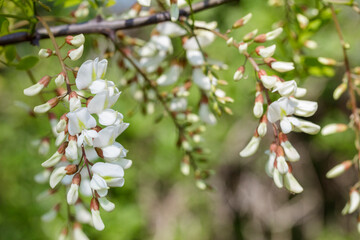 White black locust flowers