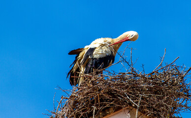 Stork taking care of the body