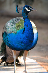 Obraz premium peacock with feathers