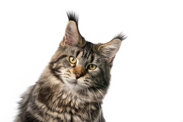black tabby classic maine coon cat looking at camera isolated on white background