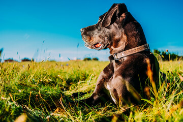 Black Labrador Retriever posing in the field