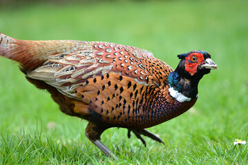 pheasant in the grass