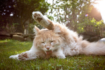 Naklejka na ściany i meble fluffy white cream colored maine coon cat lying on green grass outdoors grooming licking long fur