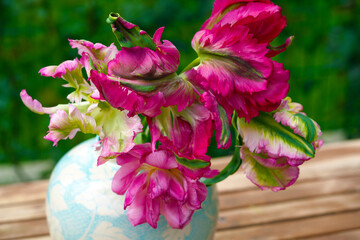 Tulpe, Papageitulpe