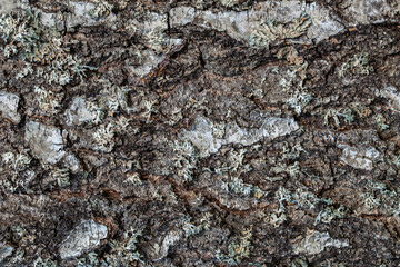 background with texture of birch bark covered with lichen closeup