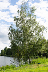 Fototapeta premium Nature, forest, flowers, spring, summer, pond, lake, dragonfly