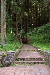 Nature, forest, flowers, spring, summer, pond, lake, dragonfly