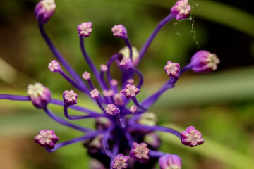 Small purple flowers