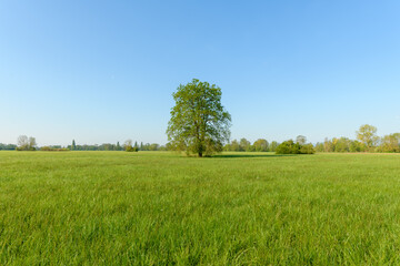 Fototapeta premium Oak tree in a meadow in spring in a light green landscape.